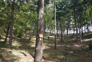 국립하늘숲추모원, 취약계층 대상 수목장림 사용료 전액 지원
