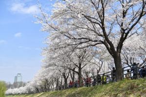 ‘제3회 갈산 누리봄 축제’만개한 벚꽃과 함께 성황리에 마무리